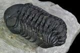Austerops Trilobite - Nice Eye Facets #127180-4